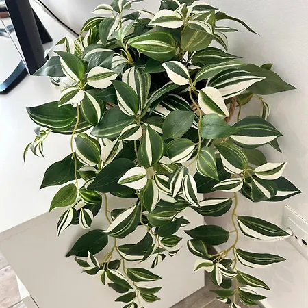 Casa Pura Vida Casa vacanze Tarajalejo